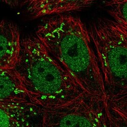 CDP/CUTL1 Antibody, Novus Biologicals:Antibodies:Primary Antibodies